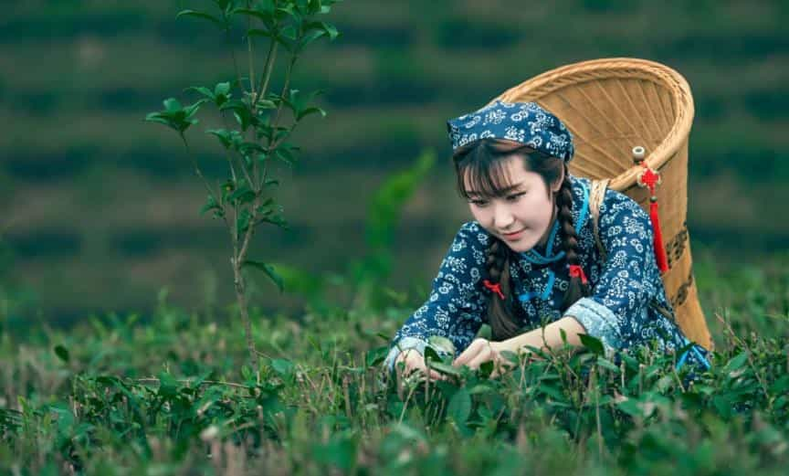 电视剧《三十而已》热播，茶叶却莫名其妙地火了