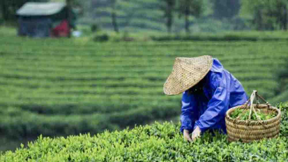 《三十而已》，原来顾佳接手的茶山就在这里？还有多部剧