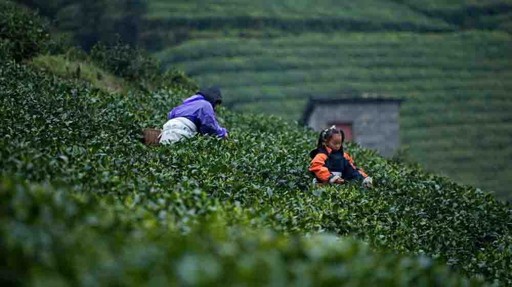 《三十而已》，原来顾佳接手的茶山就在这里？还有多部剧