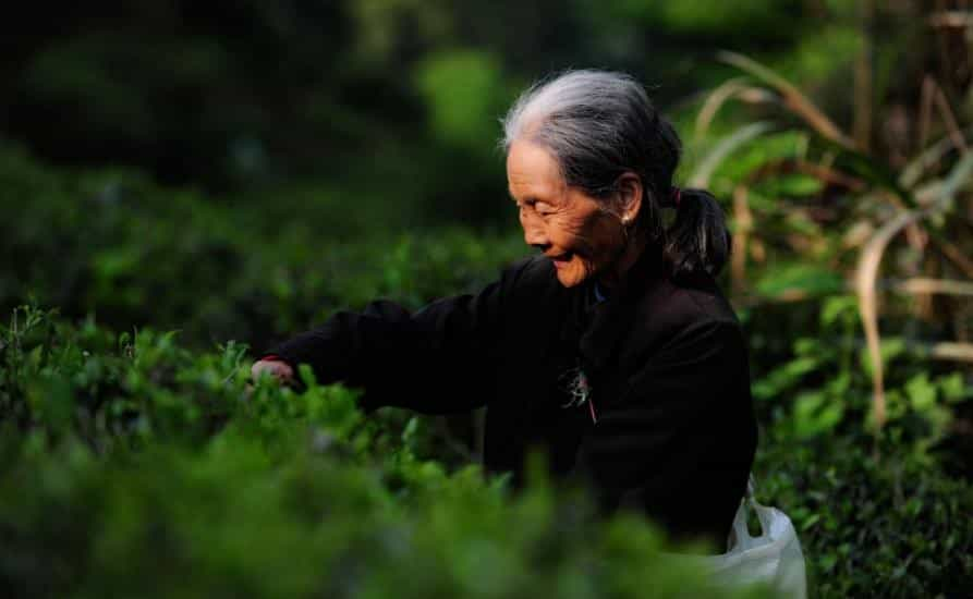 茶话 | 喝茶上瘾，这是怎样的一种体验