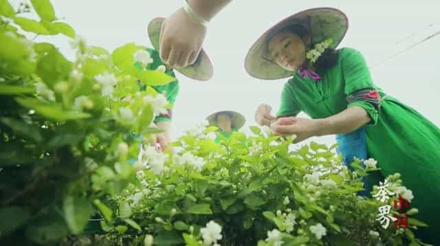 爱茶人必看的10部茶纪录片，看完更懂茶