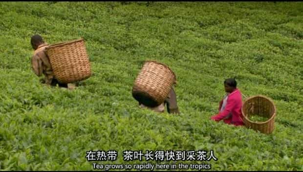 爱茶人必看的10部茶纪录片，看完更懂茶