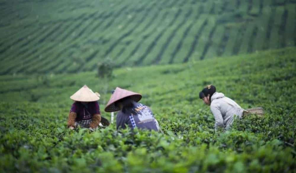 喝茶最大的智慧：不会喝茶