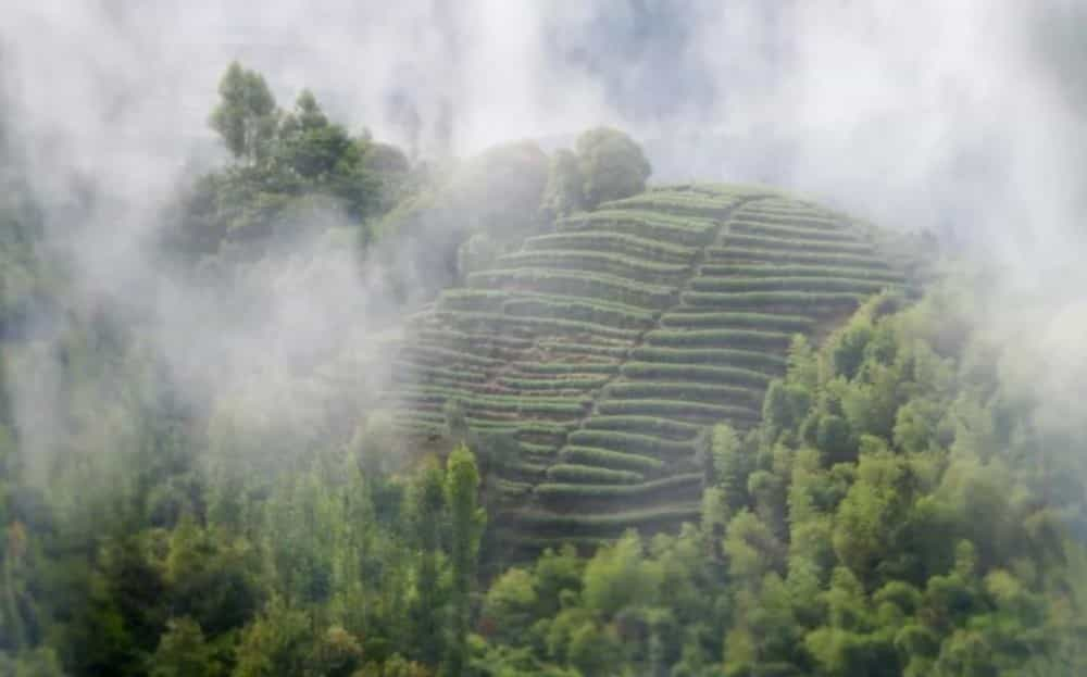 茶语静心优雅的句子