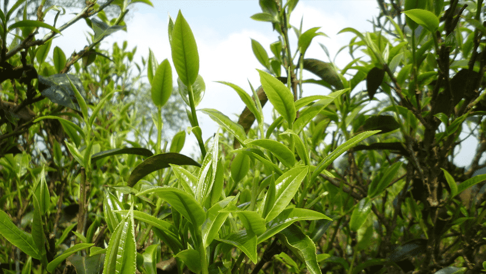 普洱为什么被称为世界茶源