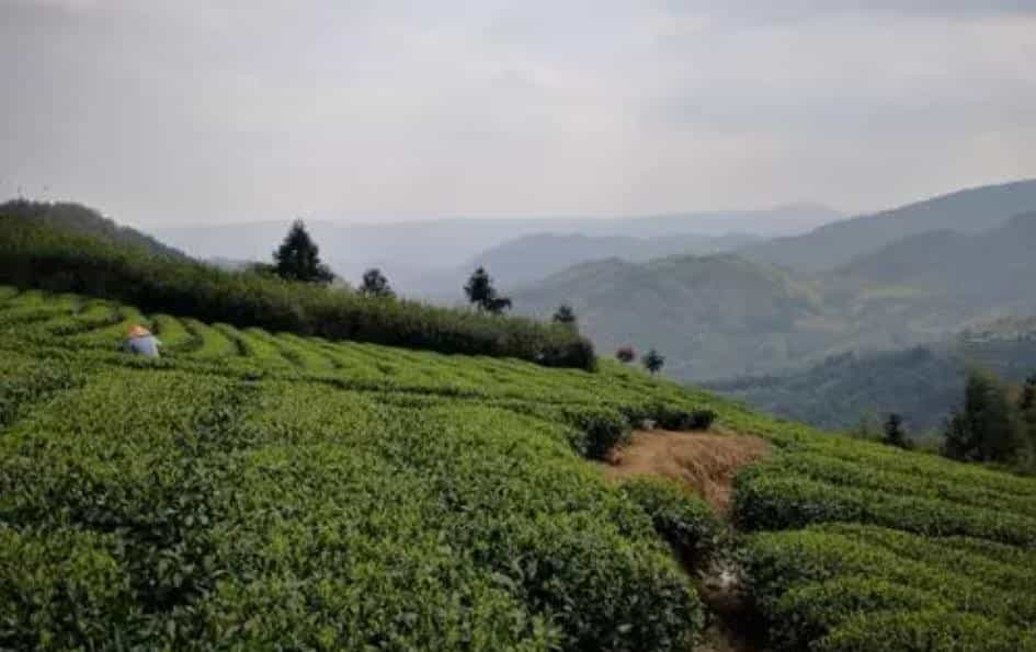 父亲的爱，是一杯浓茶，我也很喜欢