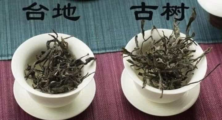 古树茶台地茶区别