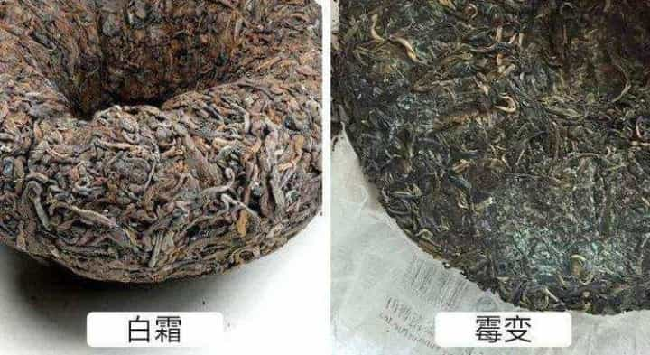 普洱茶白霜和发霉怎么区分