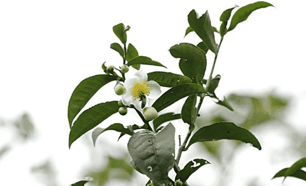 茶树花什么时候开花