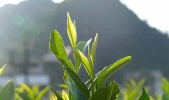 建德苞茶怎么样