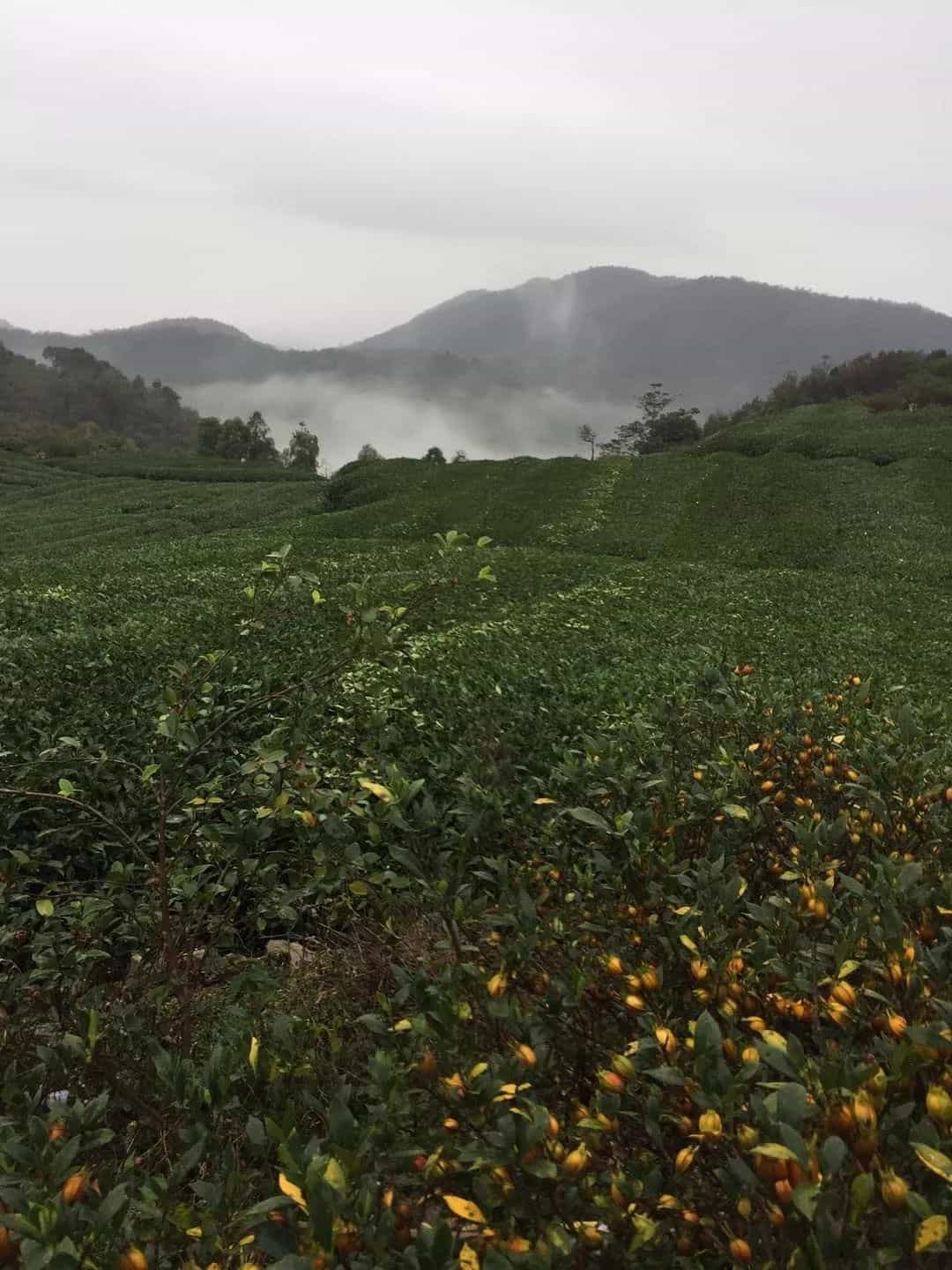 太姥山春寿眉2016白茶 山场过硬来源可靠制法成熟