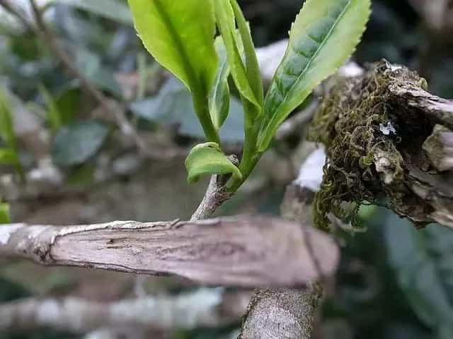 普洱茶界的奇葩，“马蹄脚”