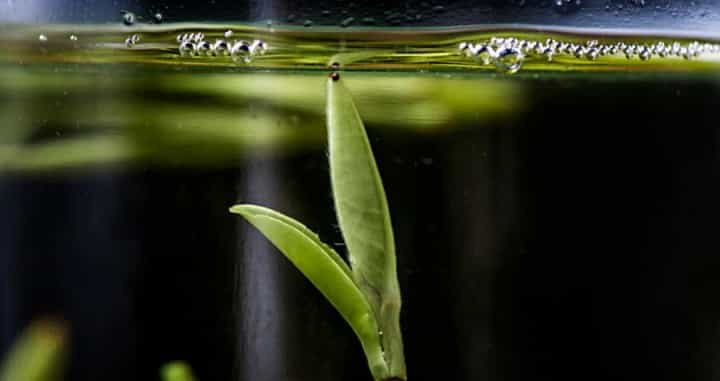 为什么要喝茶？喝茶与不喝茶的人，差别竟然这么大