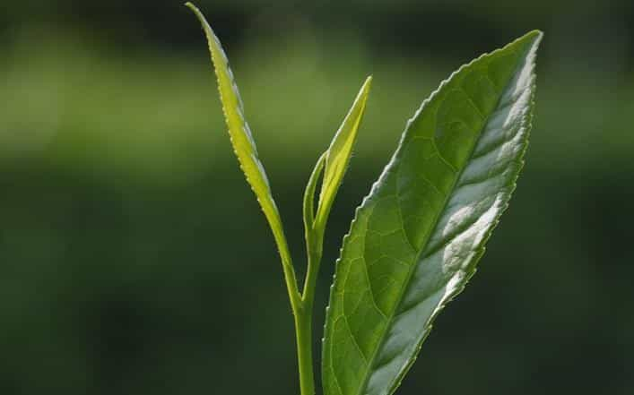 采摘时间和茶叶品质有联系吗？