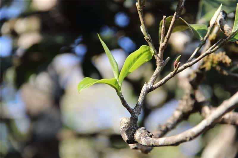 曼糯古树茶特点