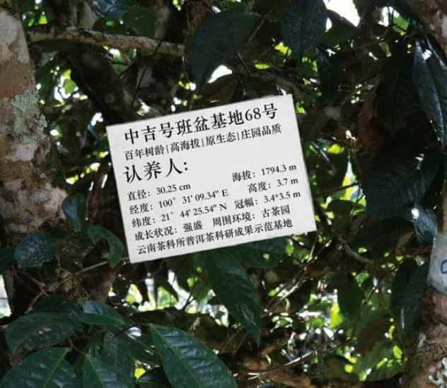 班盆古树茶特点