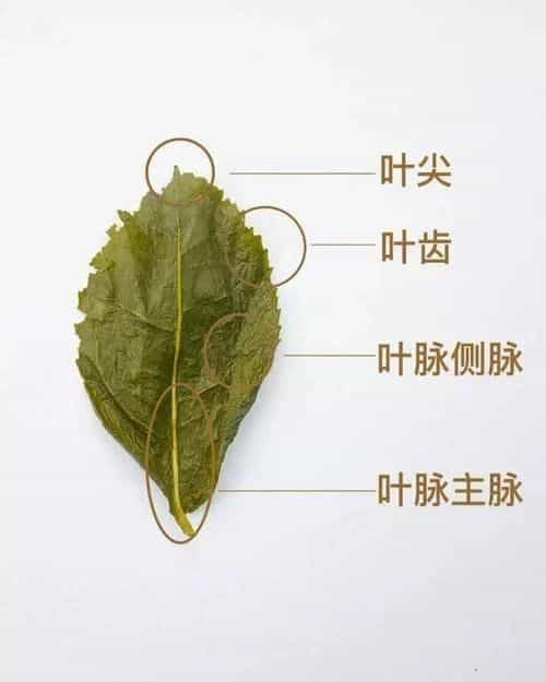 铁观音茶属于什么茶系列