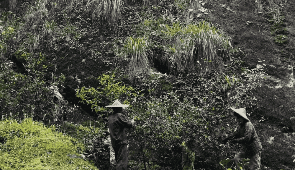 岩茶属于什么茶类