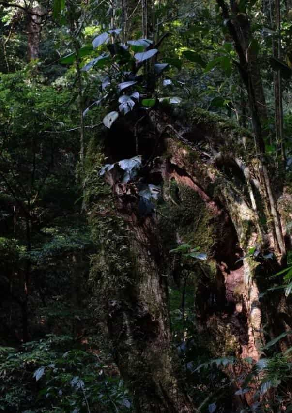 巴达山普洱茶特点