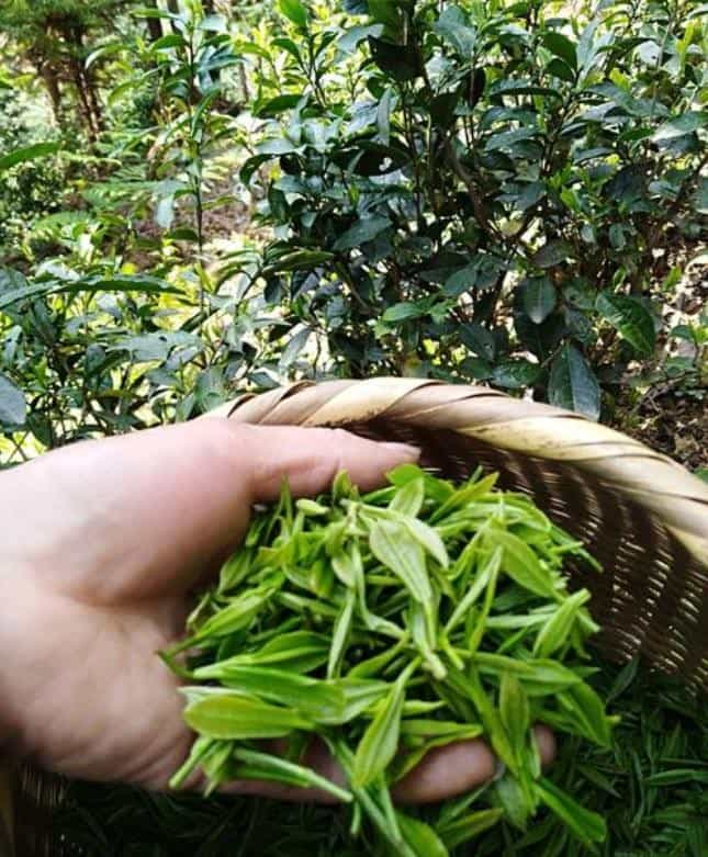 霍山黄芽茶产地在哪里