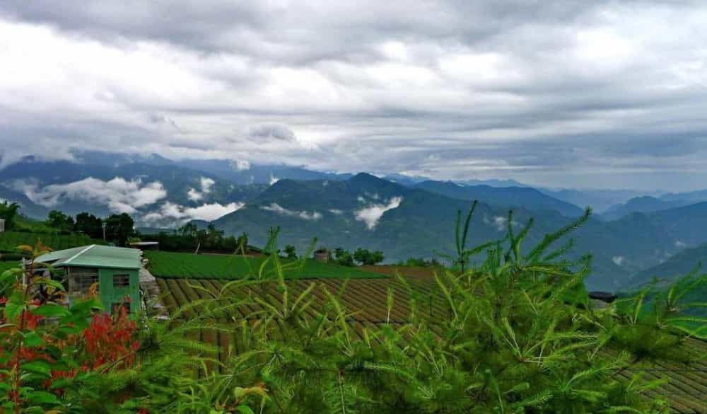 台湾乌龙茶产地有哪些