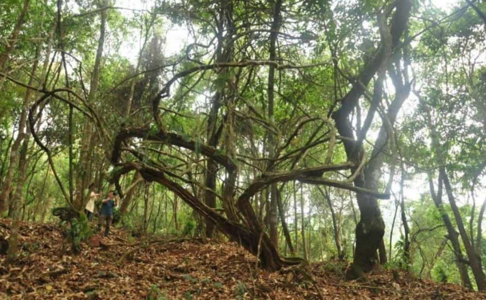 云南普洱茶六大山头特点