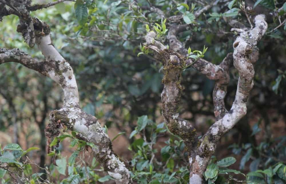 云南普洱茶六大山头特点