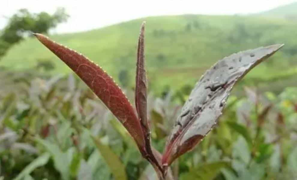 紫芽、紫娟、紫茶，三者有什么区别