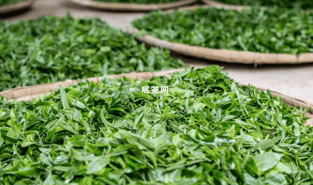 大雪山古树茶属于什么茶