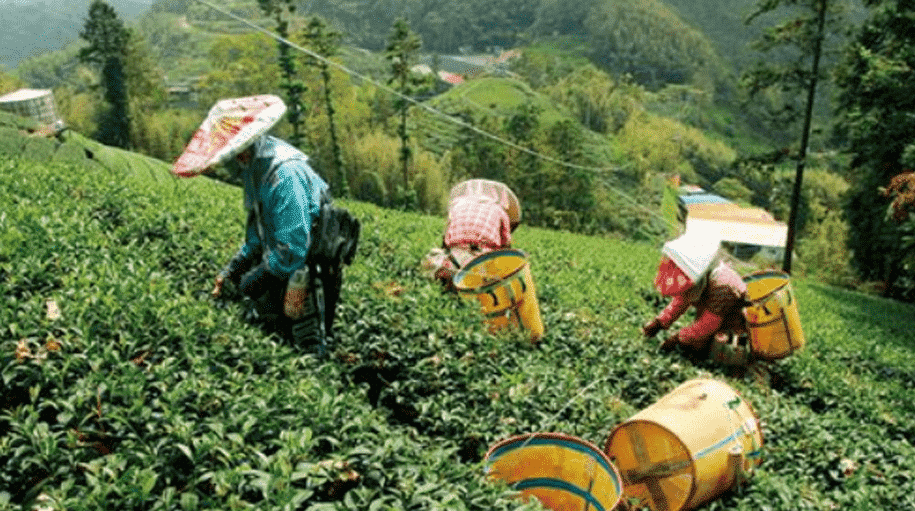 阿里山高山茶是什么茶