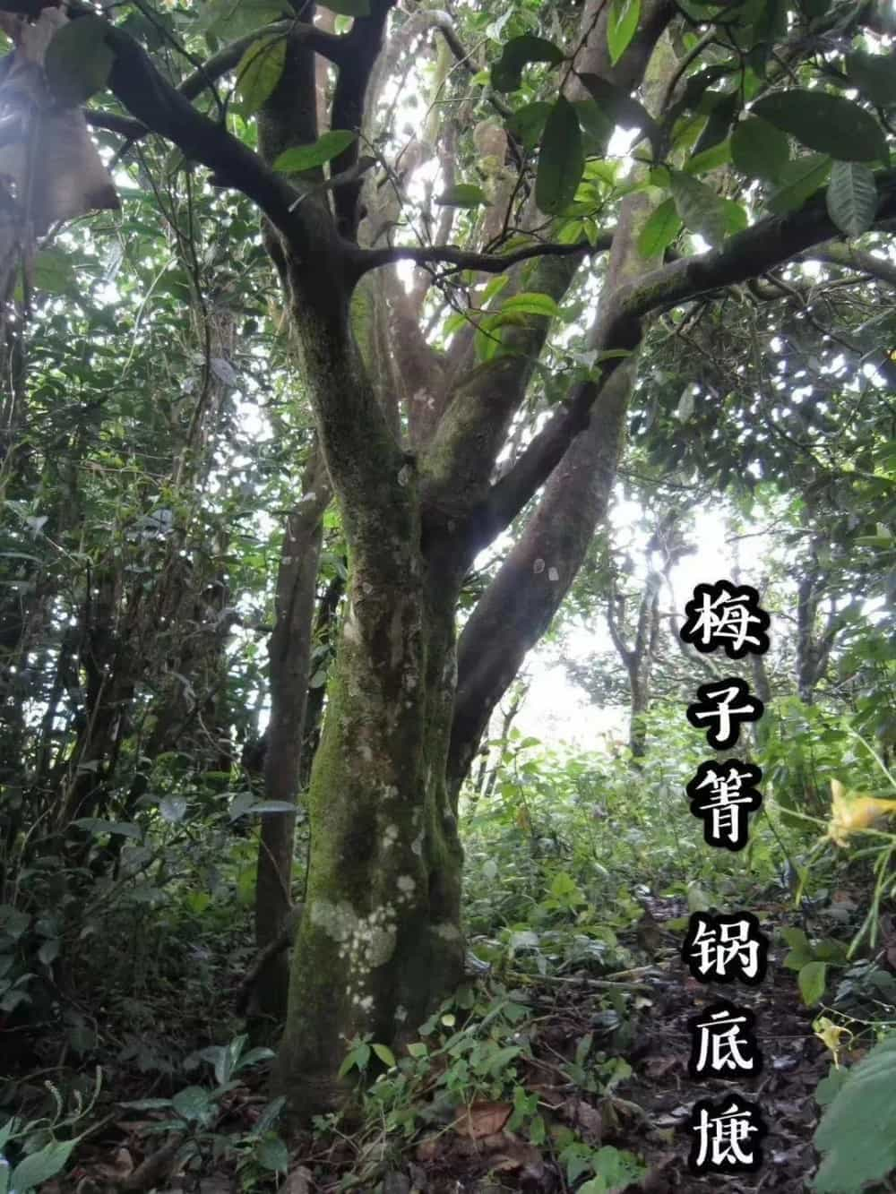 锅底塘古树茶口感特点