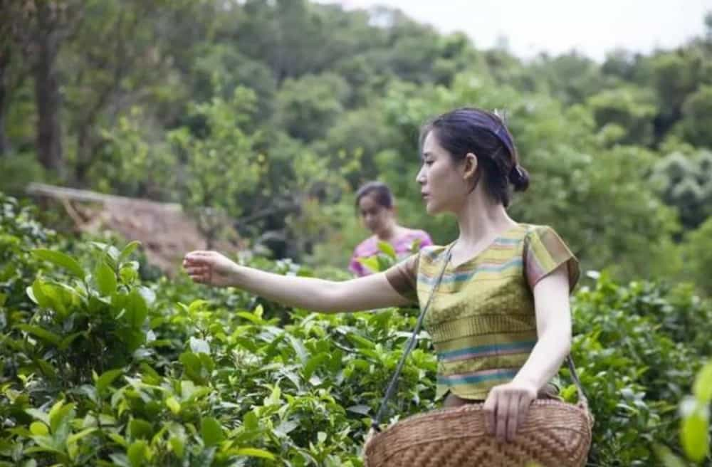 普洱茶比较有名的山头有哪些