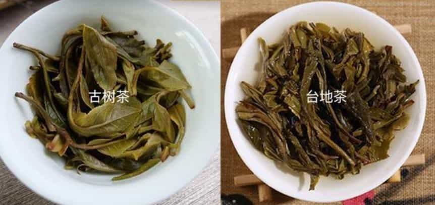 普洱台地茶和古树茶的区别