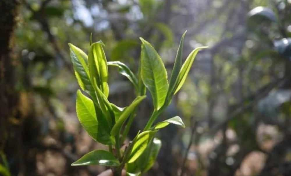 昔归古树茶的口感特点