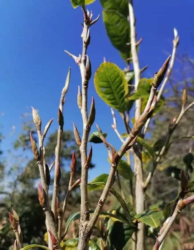 紫芽苞是属于什么茶