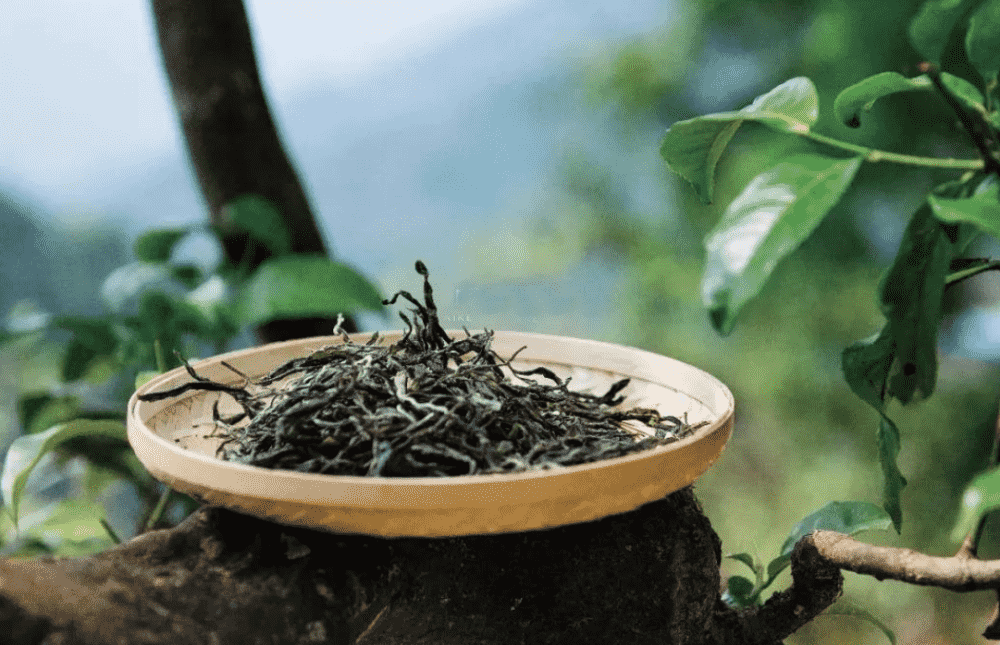 台地茶和古树茶的区别照片