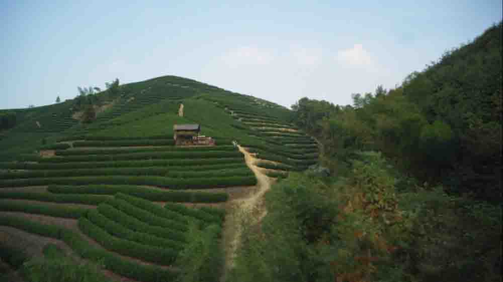 《三十而已》，原来顾佳接手的茶山就在这里？还有多部剧