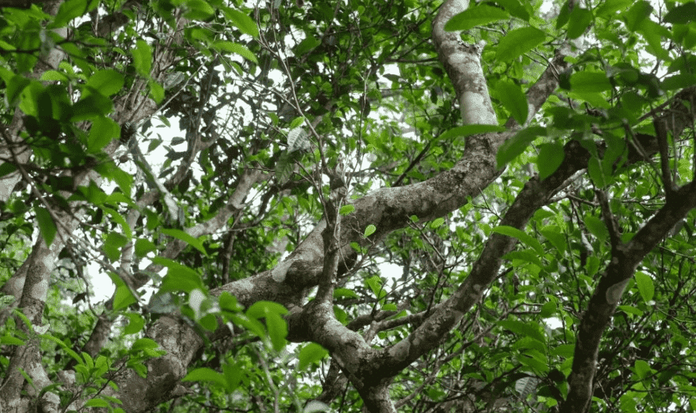 拔玛茶有什么特点