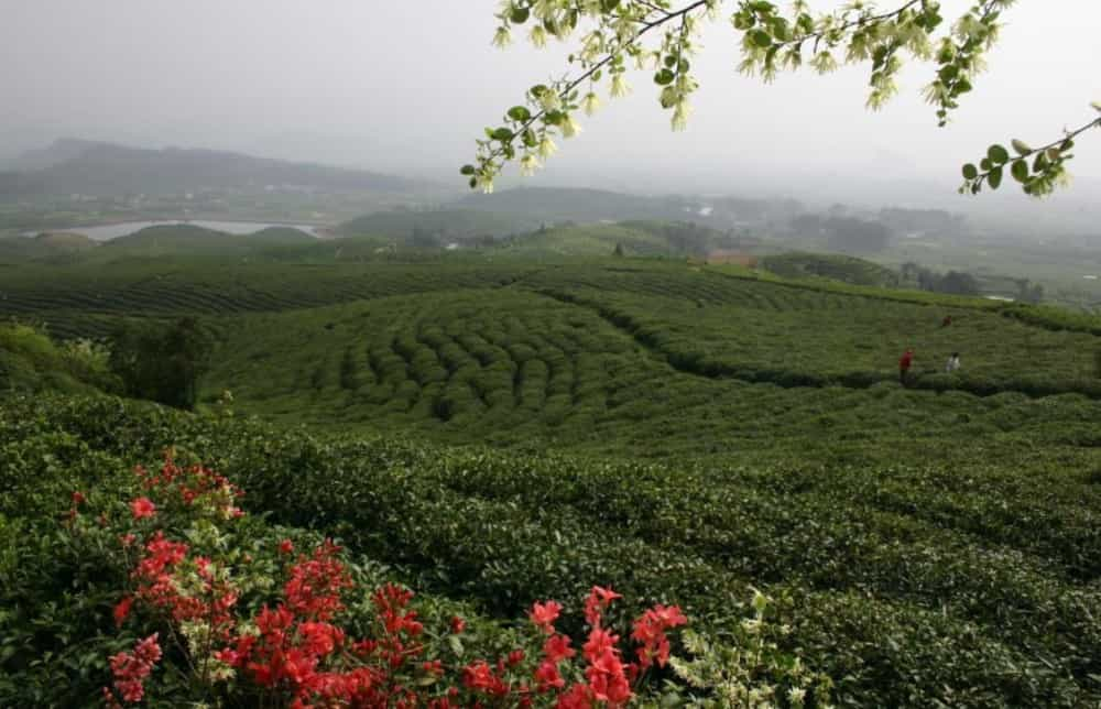 松阳茶的特点以及种类