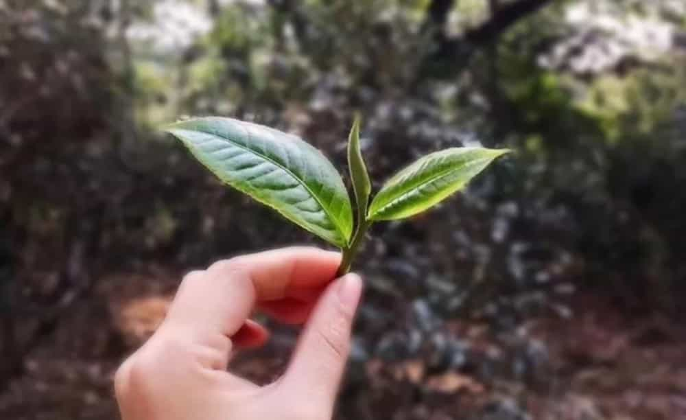 滇红茶的种类有哪些