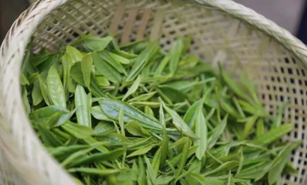 大关翠华茶是什么茶