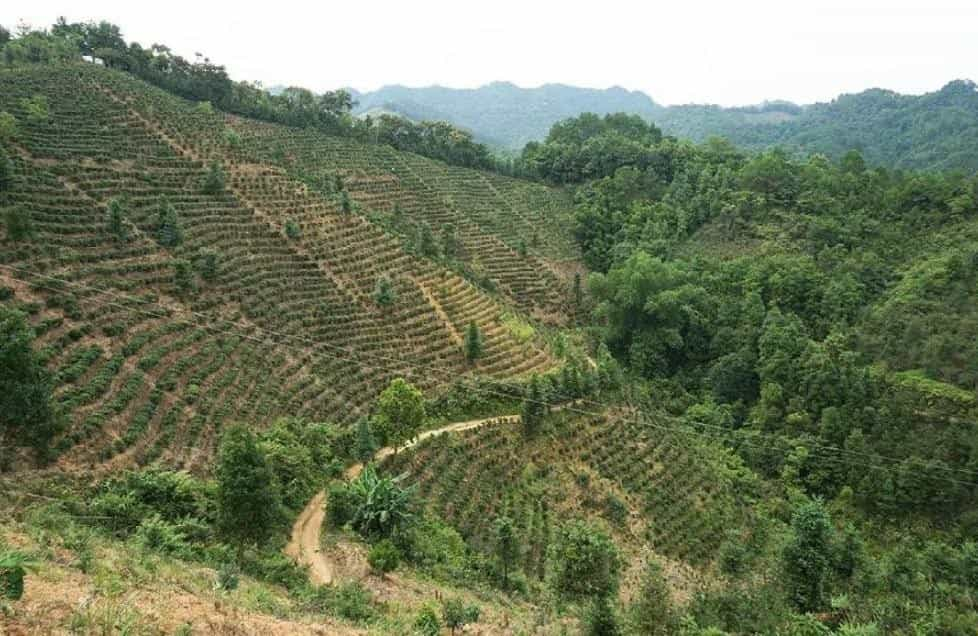 六堡茶饼茶与散茶的区别