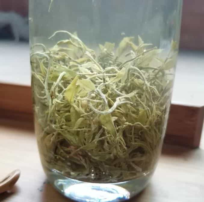 龙须莓茶的功效与作用及禁忌