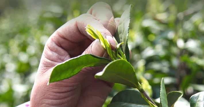 古树茶区勐宋茶山，大小勐宋有什么区别