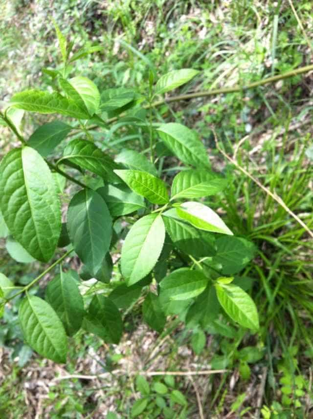 莫干黄芽茶叶文化起源介绍