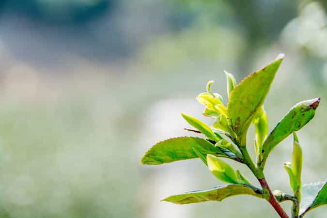 关于茶文化的起源与传说