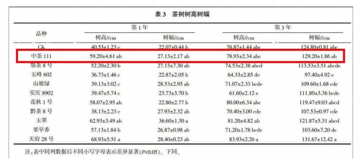 茶树新品种“中茶111”