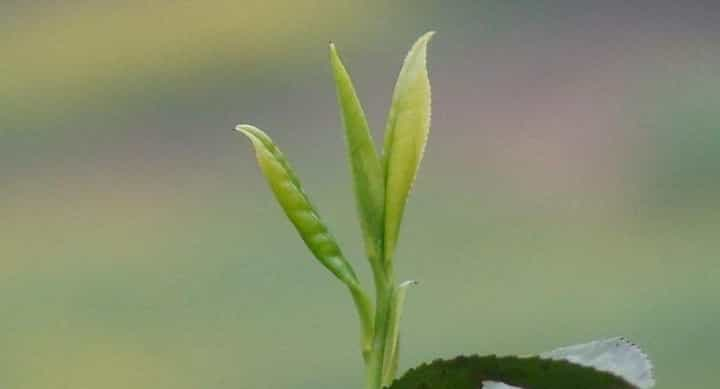 谷雨茶到底是什么茶