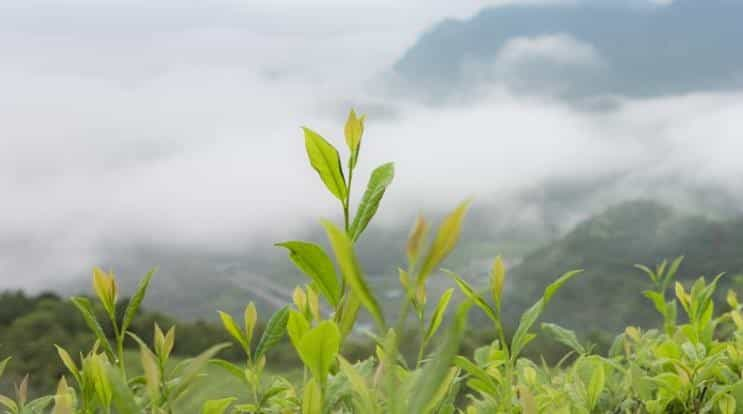 春分已至，为什么受宠的永远是春茶