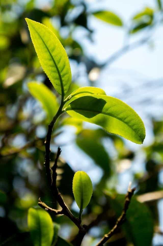 茶树和六大茶类有什么关系，为什么茶叶有多种颜色，而茶